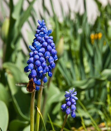 muscari armeniacum 4